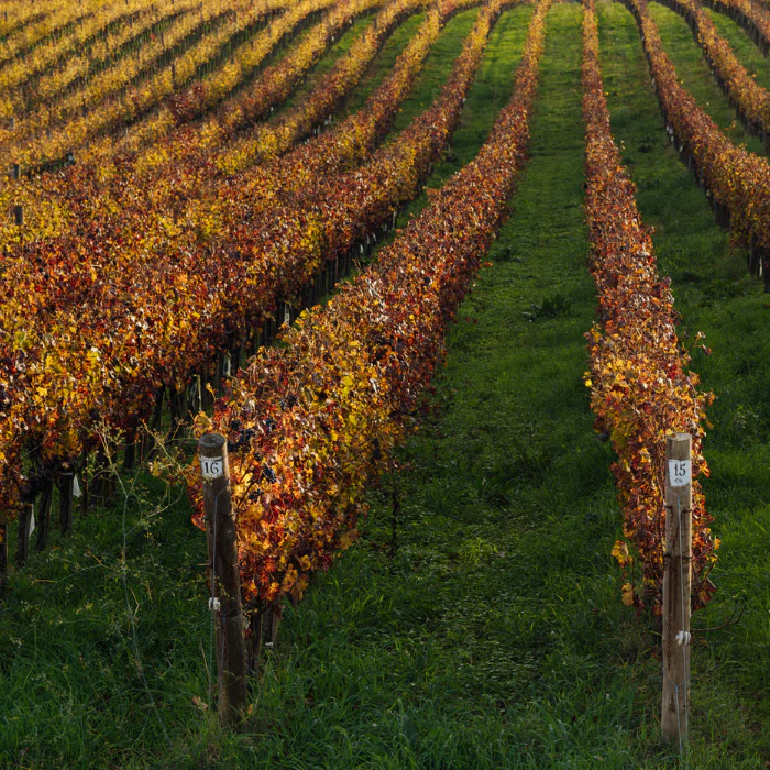 2023 Le Serre Nuove, Toskana, Italien - Image 3