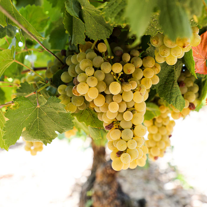 Bio Käfer BBQ Tempranillo, Kastilien, Spanien - Image 3