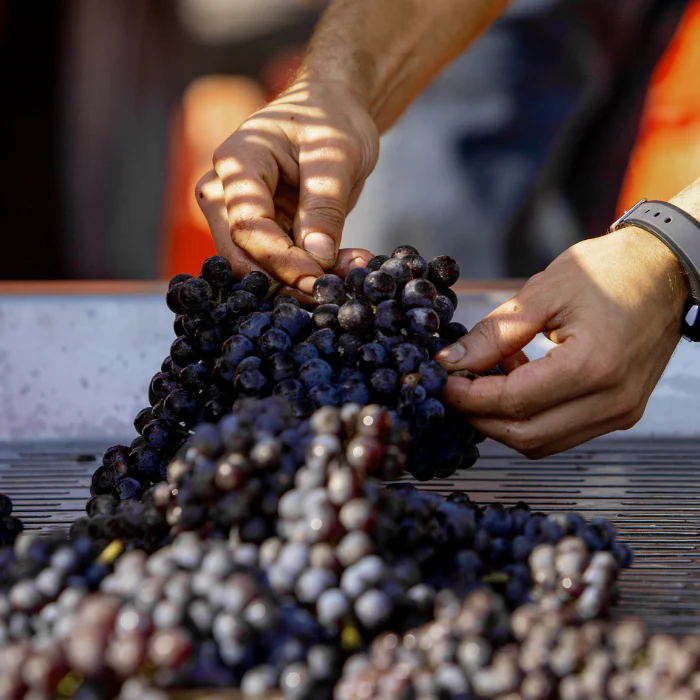 2022 Sito Moresco Langhe, Piemont, Italien - Image 3